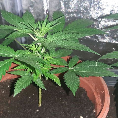 Mandy  growlog timeline photo