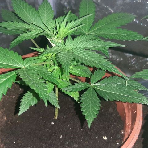 Mandy  growlog timeline photo