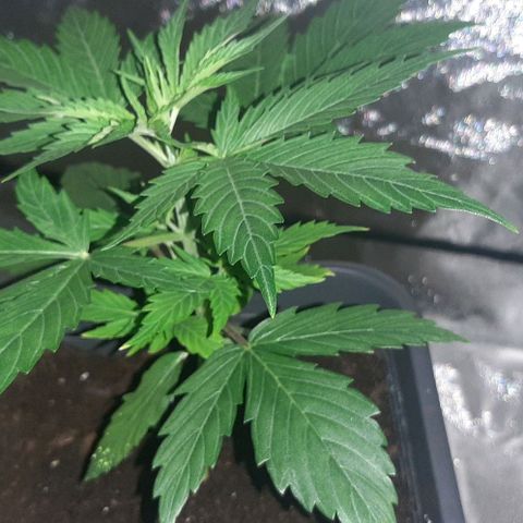 Laura 2 growlog timeline photo