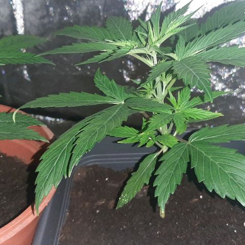 Laura 2 growlog timeline photo