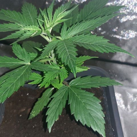 Laura 2 growlog timeline photo