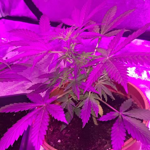 Mandy  growlog timeline photo