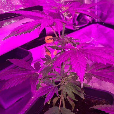 Laura 2 growlog timeline photo
