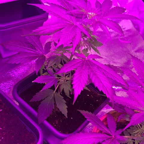 Laura 2 growlog timeline photo