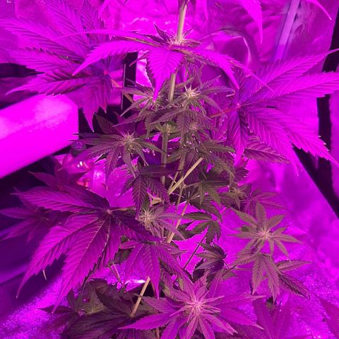 Laura 2 growlog timeline photo