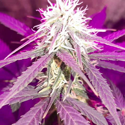 Laura 2 growlog timeline photo