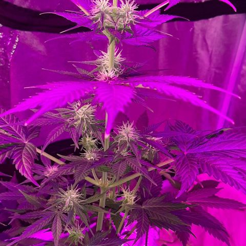 Laura 2 growlog timeline photo
