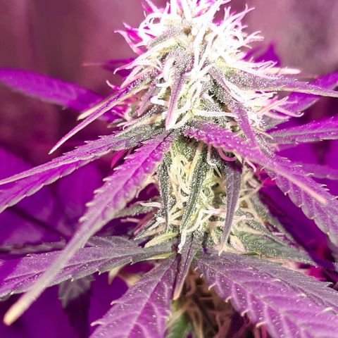 Laura 2 growlog timeline photo