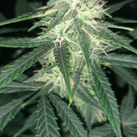 Laura 2 growlog timeline photo