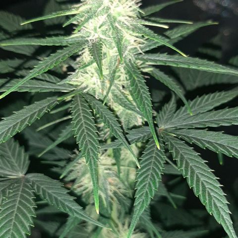 Laura 2 growlog timeline photo