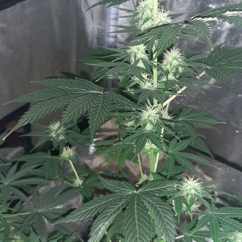 Laura 2 growlog timeline photo