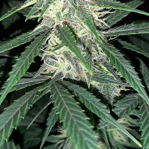 Laura 2 growlog timeline photo