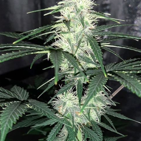 Laura 2 growlog timeline photo