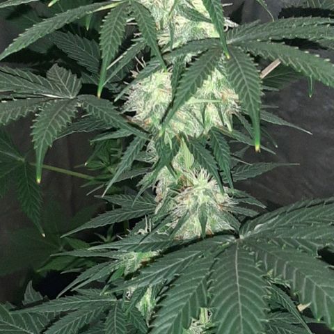 Laura 2 growlog timeline photo