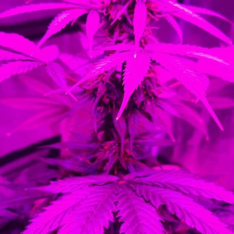 Laura 2 growlog timeline photo
