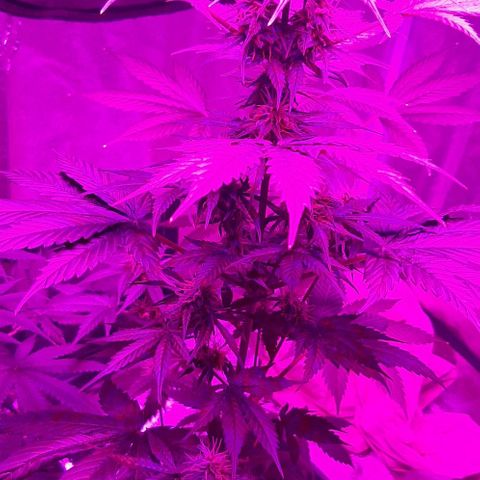 Laura 2 growlog timeline photo