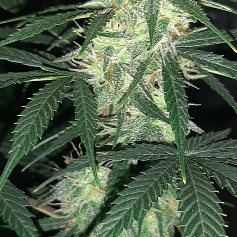 Laura 2 growlog timeline photo