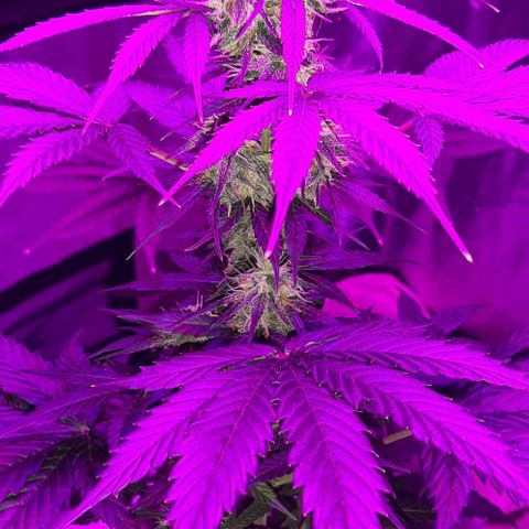 Laura 2 growlog timeline photo