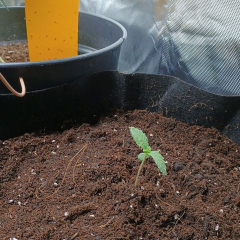 1 growlog photo: Umgetopft