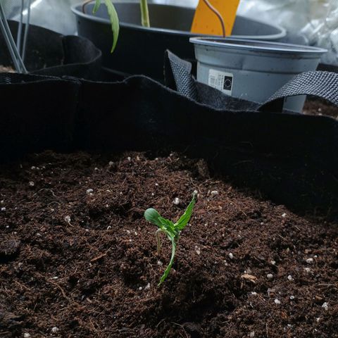 2 growlog timeline photo