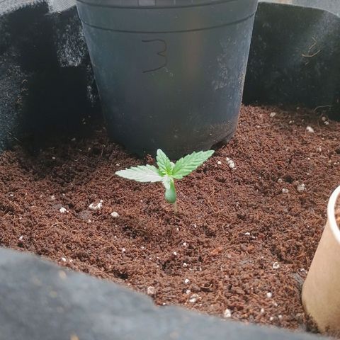 3 growlog photo: Umgetopft 50/50 Biobizz almix und kokos