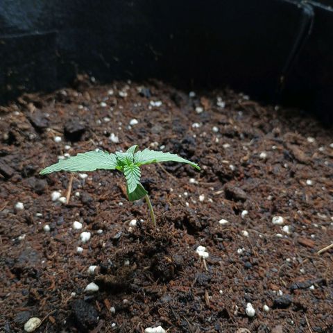 2 growlog timeline photo