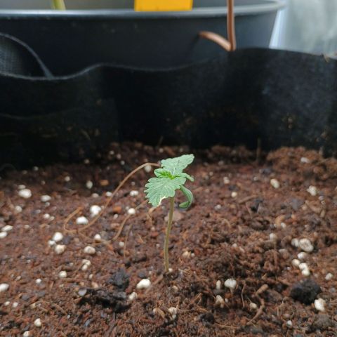 1 growlog timeline photo