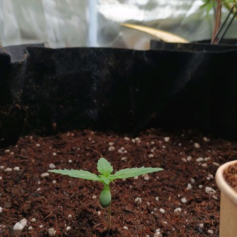 3 growlog timeline photo