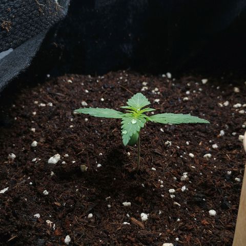 3 growlog photo: Oberfläche gewässert wegen nematoden 