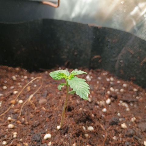 1 growlog photo: Oberfläche gewässert wegen nematoden 