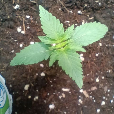 2 growlog timeline photo