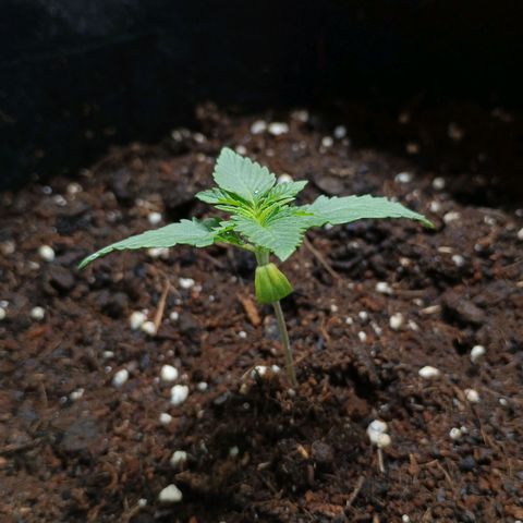 2 growlog timeline photo