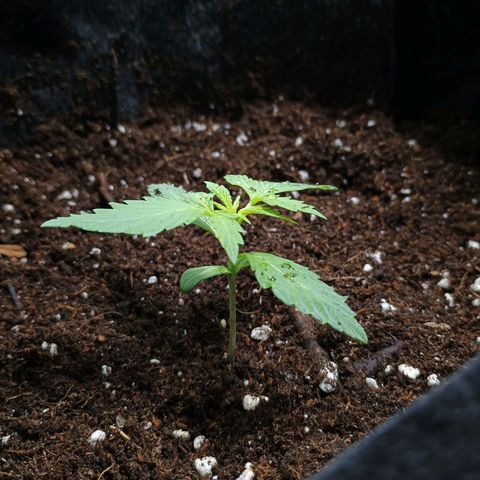 3 growlog timeline photo