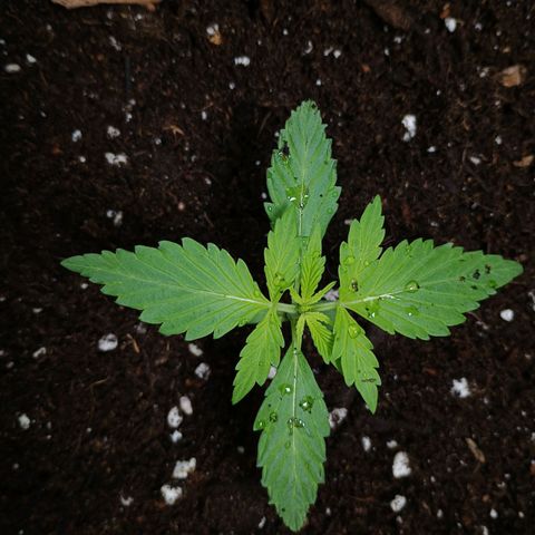 3 growlog timeline photo