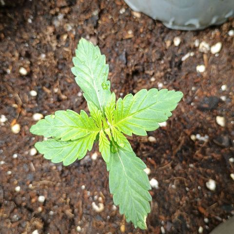 1 growlog timeline photo
