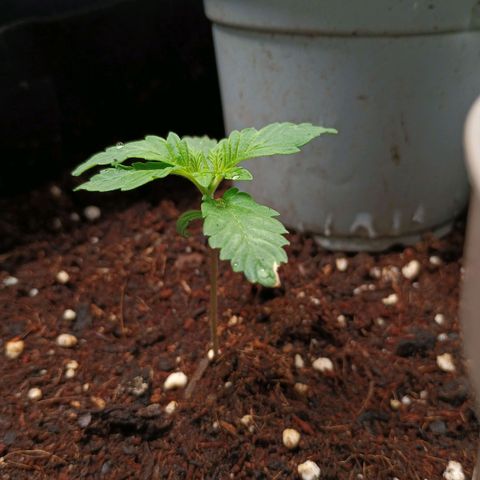 1 growlog timeline photo