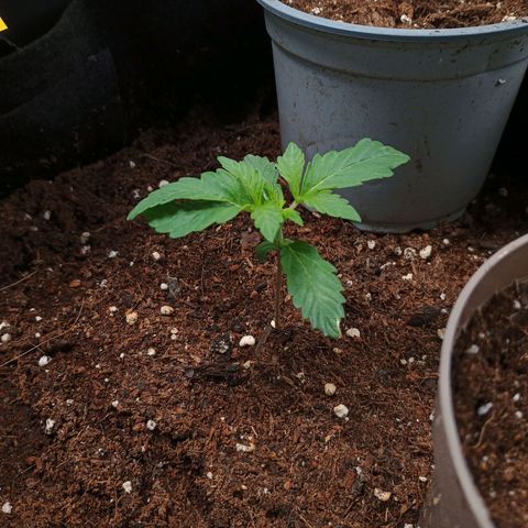 1 growlog timeline photo