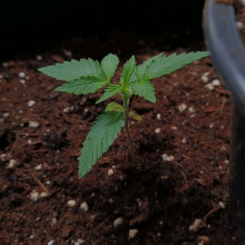 2 growlog timeline photo