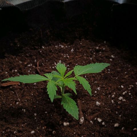 3 growlog timeline photo