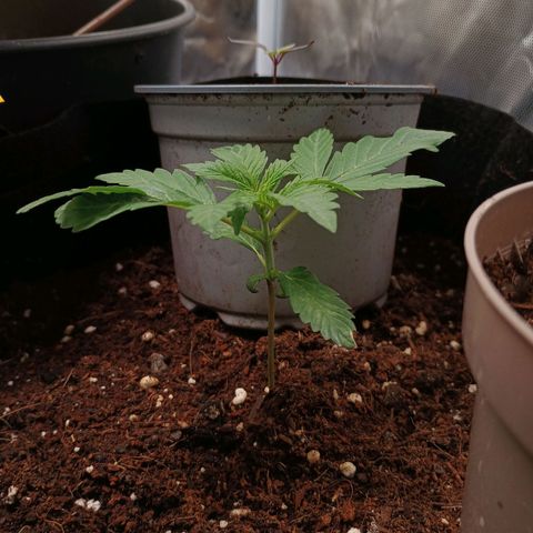 1 growlog timeline photo