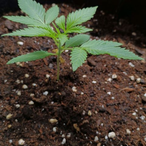 2 growlog timeline photo