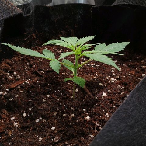 3 growlog timeline photo