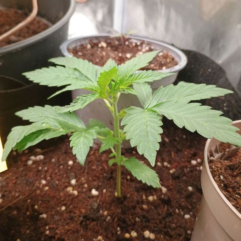 1 growlog timeline photo