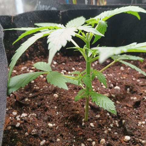 3 growlog photo: Der Kopf muss ab!