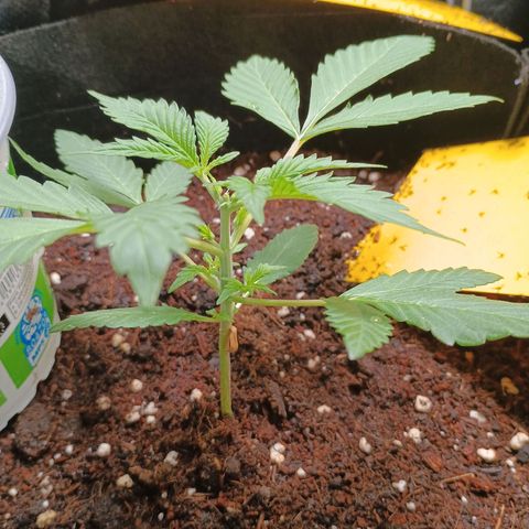 2 growlog photo: Der Kopf muss ab!