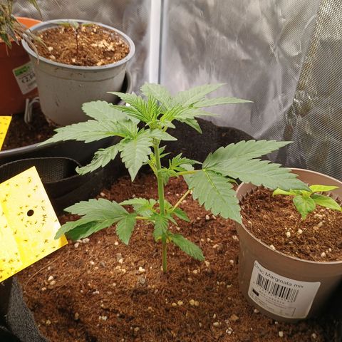 1 growlog timeline photo