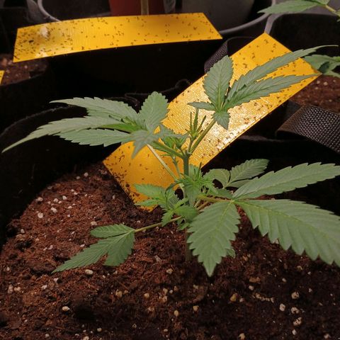 2 growlog timeline photo