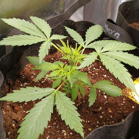 3 growlog timeline photo