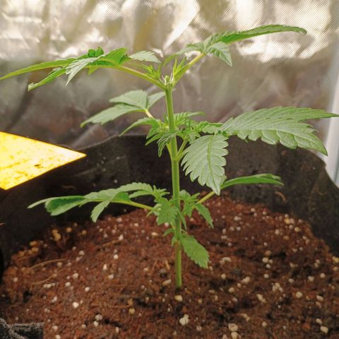 1 growlog photo: Der Kopf muss ab.