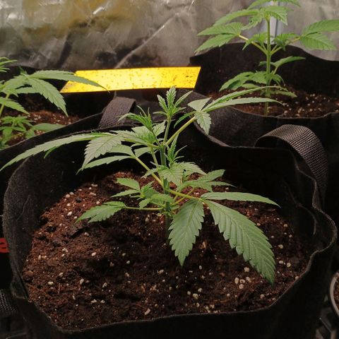 2 growlog timeline photo